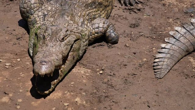 A crocodile with one of its legs missing is lying on the muddy ground with its mouth open.