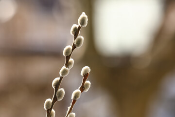 Fluffy pussy willow branches with soft catkins in early spring, new beginnings and easter, the delicate buds are captured in a close-up view with natural light and a blurred background © Pixel-Shot