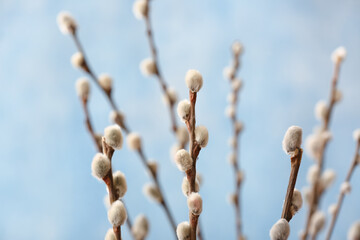 Pussy willow branches on blurred background