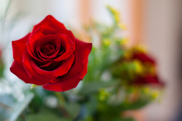 rosa rossa per san valentino 