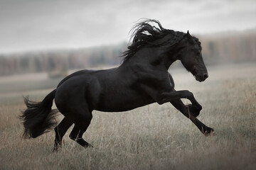 Fototapeta na wymiar Friesian black stallion