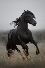 Fototapeta na wymiar Friesian black stallion