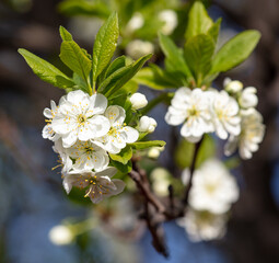 Flowers on a plum tree in spring.