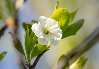 Flowers on a plum tree in spring.