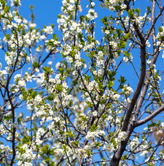 Flowers on a plum tree in spring.