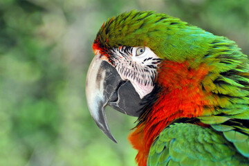 Portrait de profil d'un ara © PPJ
