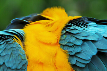 Obraz premium Plumage d'un ara bleu
