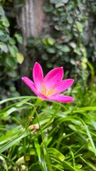 Obraz premium flower