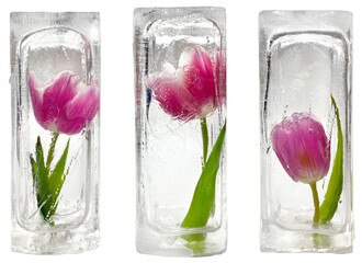 Three beautiful red and purple tulips frozen inside transparent ice cube blocks, isolated, partial...