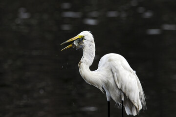 Obraz premium Aigrette avalant un poisson