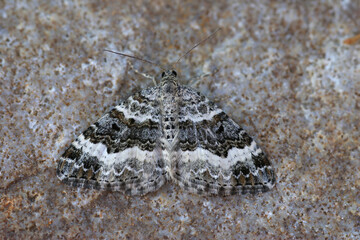 Closeup on a common or white-banded toothed carpet geometer moth, Epirrhoe alternata with spread wings