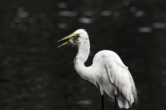 Aigrette avalant un poisson