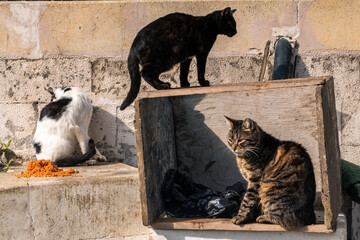 Three homeless cats. The grey one is in the box. The black one is on the box. The white one near the box.