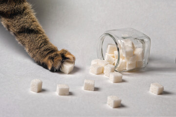 Cat's paw taking sugar cubes from a jar on a white background