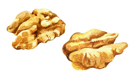 set of watercolor walnuts, hand drawn illustration of snack, sketch of nuts
