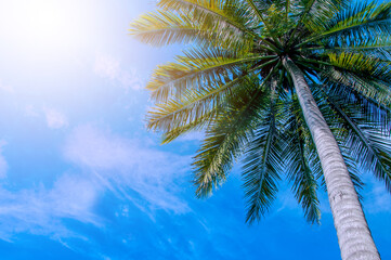 Fototapeta na wymiar Coconut trees at the tropical coast, Coconut palm tree high on sky background.