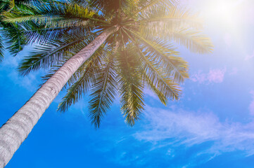 Coconut trees at the tropical coast, Coconut palm tree high on sky background.