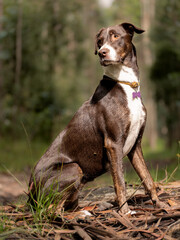 mixed-breed brown and white dog in the forest