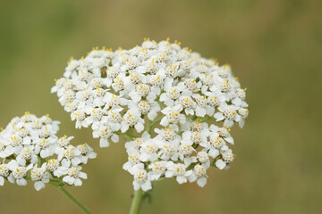 Closeup on the white flower of common yarrow,Achillea millefolium, against a green background