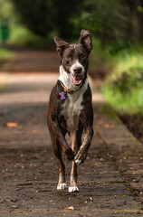 mixed-breed brown and white dog in the forest