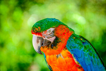 Portrait d'un ara