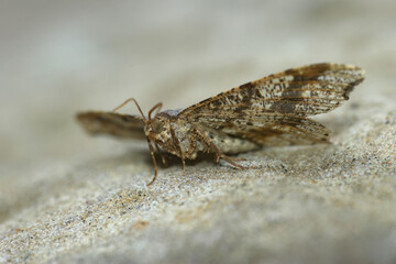 Low angle close up on a Peacock moth, Macaria notata, sitting on a stone