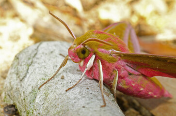 Colorful closeup of he pink or large elephant hawk moth , Deilephila elpenor with open wings