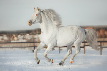 Obraz na płótnie Canvas White horse gallop