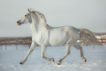 Fototapeta na wymiar White horse gallop