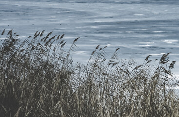 Winter landscape on a frozen lake, pampas grass and reeds against the background of frozen lake ice in winter, in cloudy winter weather