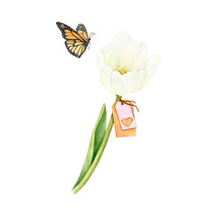Watercolour white tulip in full blossom with a heart tag and a flying butterfly. Tender isolated flower on a white background.