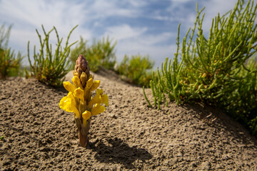 Cistanche Yellow Flower, Nayband National Park, Iran