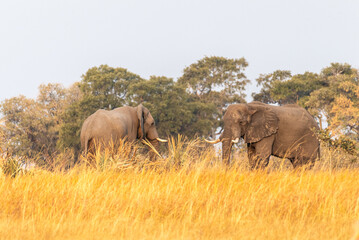 Fototapeta premium Telephoto shot of two giant African Elephant -Loxodonta Africana- standing on the shore of the Okavango river, around sunset, in the Okavango Delta, Botswana