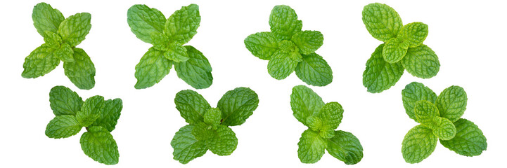Fresh set of peppermint is used as an aromatic vegetable in cooking . It's a vegetable garden.
It's a isolated on white background.
