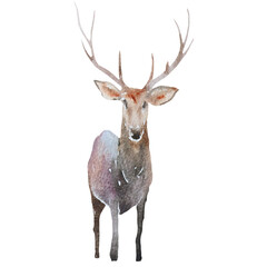 Naklejka na ściany i meble watercolor deer in winter