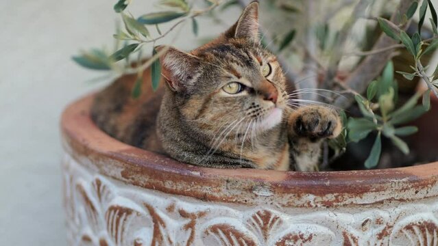 Pet cat resting in flower pot with olive tree