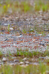 Little ringed plover walking on ground
