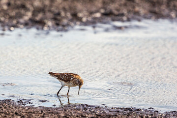 Wood sandpiper looking for food at a beach