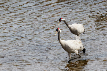 Two common cranes walking in the water in spring