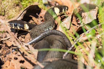 Grass snakes on the ground