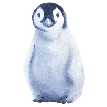 blue penguin isolated