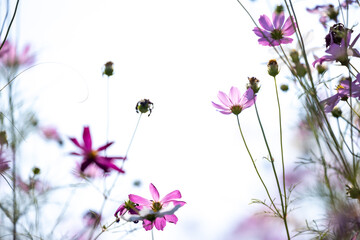 Fototapeta premium Close up,cosmos flowers in the meadow isolated on white background. Cosmos flowers with green stem are blooming. Beautiful colorful cosmos blooming in the field. copy space, space for text.