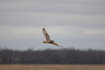 A Short Eared Owl flies in the hours before dusk and at dusk in search of field mice, sometimes...