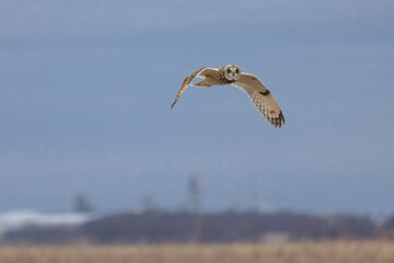 A Short Eared Owl flies in the hours before dusk and at dusk in search of field mice, sometimes...
