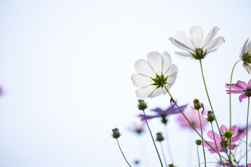 Close up,cosmos flowers in the meadow isolated on white background. Cosmos flowers with green stem are blooming. Beautiful colorful cosmos blooming in the field. copy space, space for text.