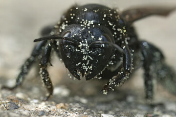 Extreme closeup on the face of a Violet carpenter bee, Xylocopa violacea, loaded with white pollen