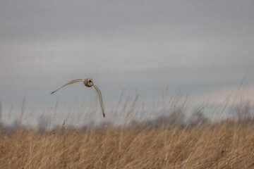 A Short Eared Owl flies in the hours before dusk and at dusk in search of field mice, sometimes...