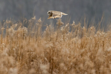 A Short Eared Owl flies in the hours before dusk and at dusk in search of field mice, sometimes...
