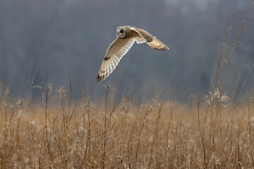 A Short Eared Owl flies in the hours before dusk and at dusk in search of field mice, sometimes called Voles in Central Ohio in Winter months.
