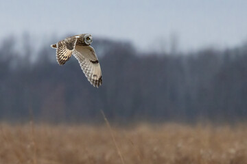 A Short Eared Owl flies in the hours before dusk and at dusk in search of field mice, sometimes called Voles in Central Ohio in Winter months.